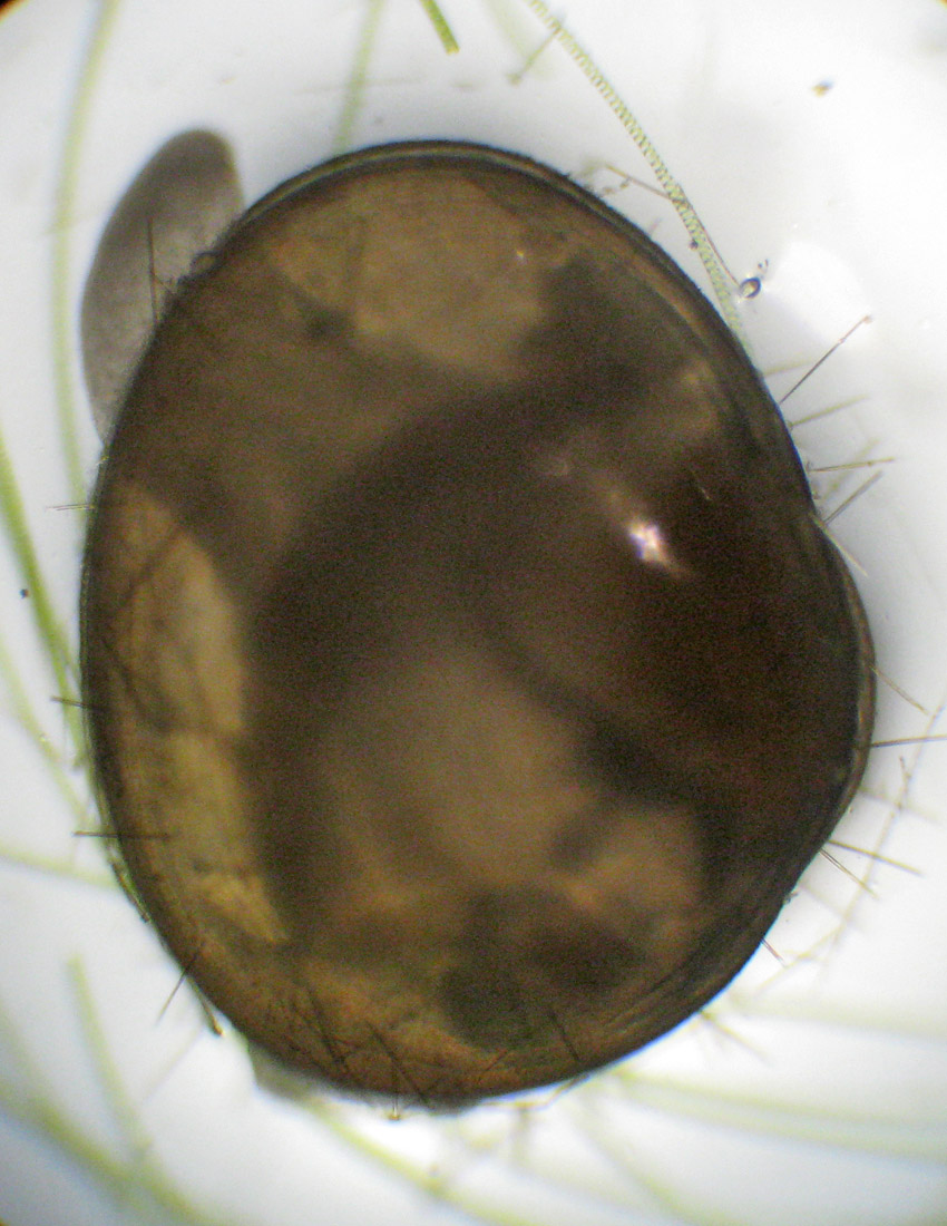 Piccolo bivalve in una fontana
